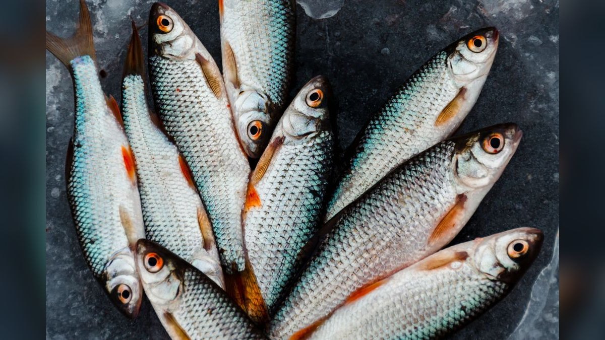 Top 10 Silver Dollar Fish Shoalers 2027 — figure 1