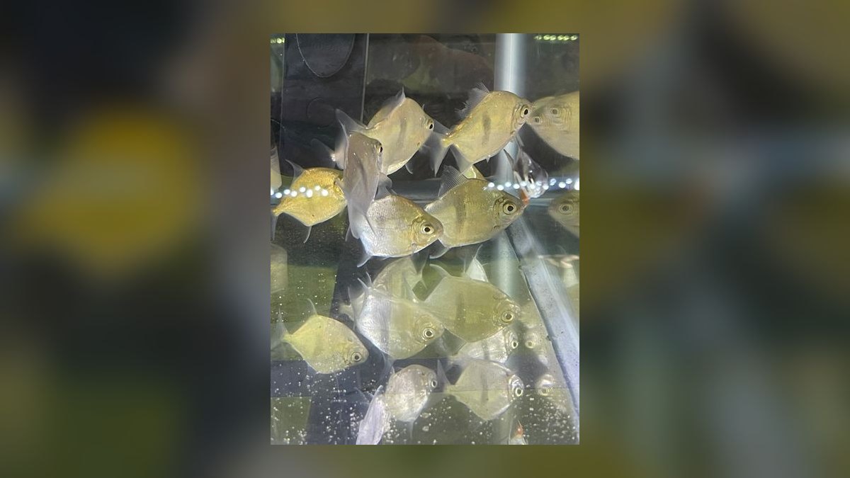 Top 10 Silver Dollar Fish Shoalers 2027 — figure 10