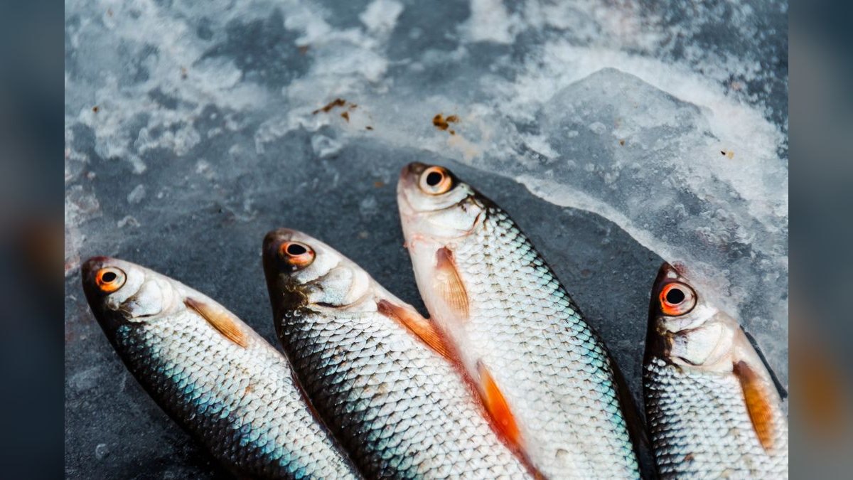 Top 10 Silver Dollar Fish Shoalers 2027 — figure 2