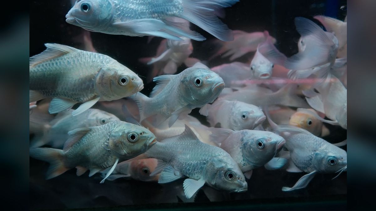 Top 10 Silver Dollar Fish Shoalers 2027 — figure 3