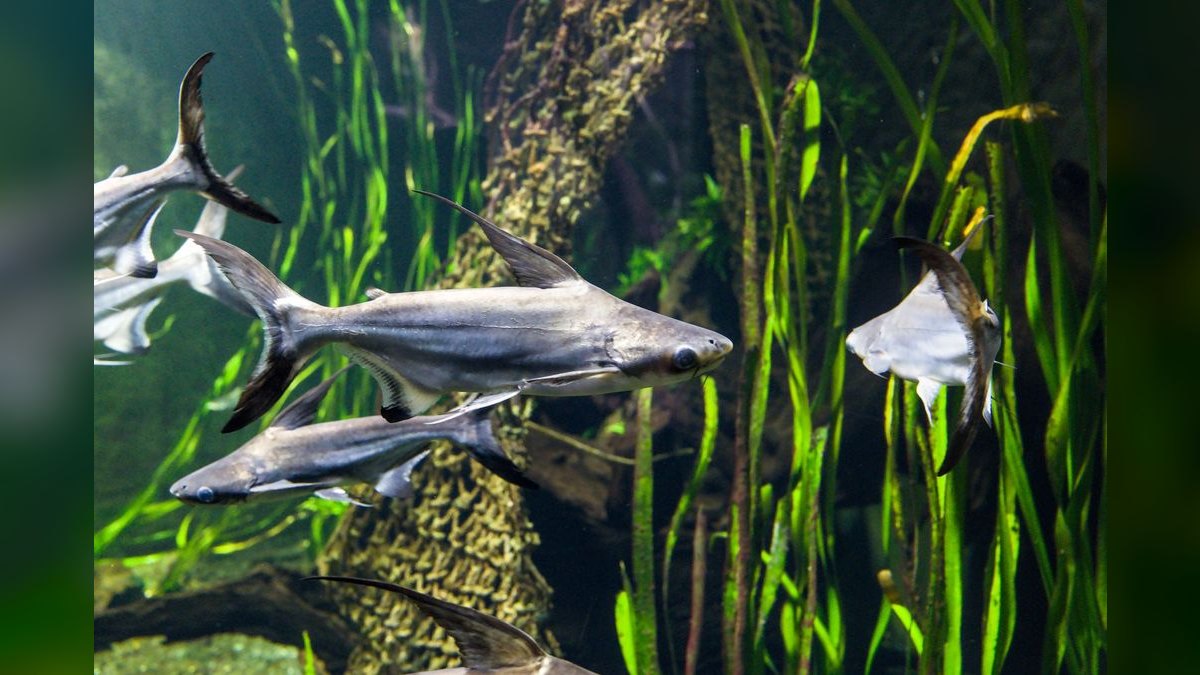 Top 10 Silver Dollar Fish Shoalers 2027 — figure 4