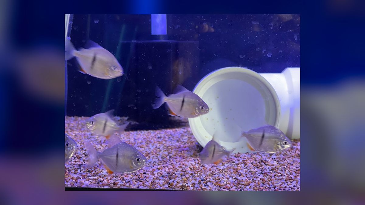 Top 10 Silver Dollar Fish Shoalers 2027 — figure 7