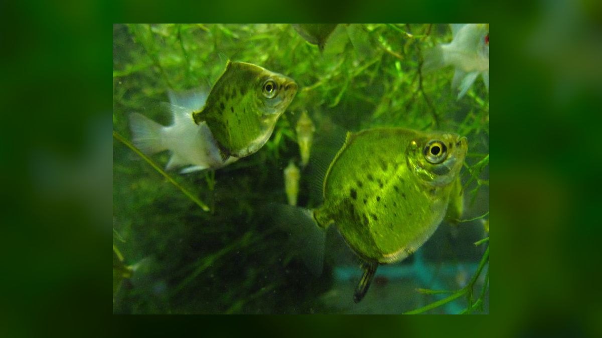 Top 10 Silver Dollar Fish Shoalers 2027 — figure 8