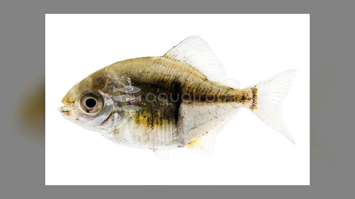 Top 10 Silver Dollar Fish Shoalers 2027 — figure 9