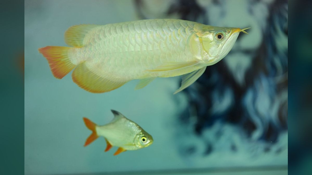 Top 10 Silver Dollar Fish Shoalers 2027
