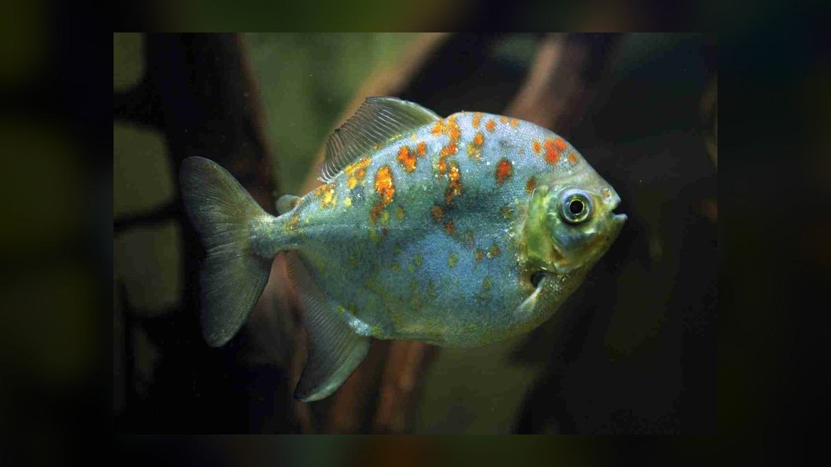 Top 10 Silver Dollar Fish Shoalers 2027