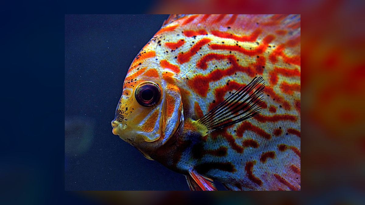 Top 10 Severum Cichlid Tank Mates 2027 — figure 10