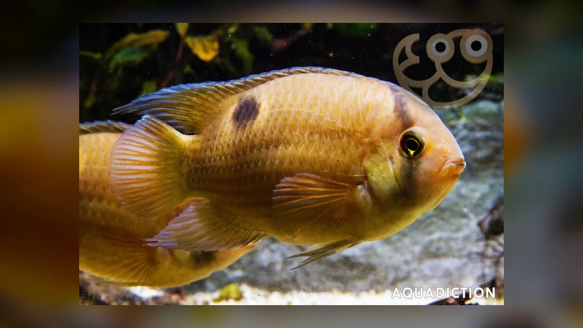 Top 10 Severum Cichlid Tank Mates 2027 — figure 5