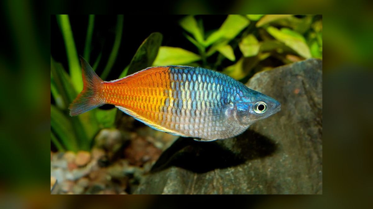 Top 10 Severum Cichlid Tank Mates 2027 — figure 7