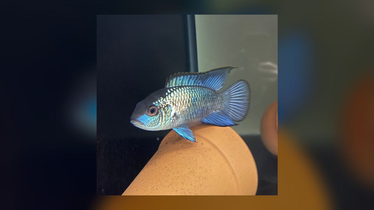 Top 10 Blue Acara Peaceful Cichlids 2027 — figure 10