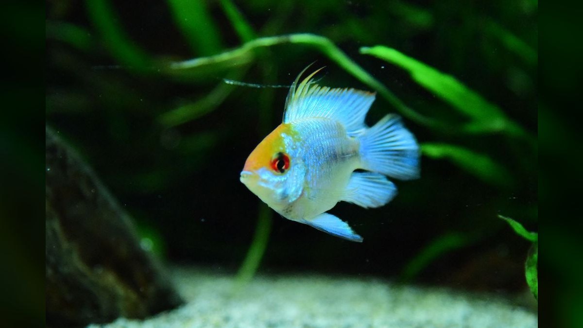 Top 10 Blue Acara Peaceful Cichlids 2027 — figure 3