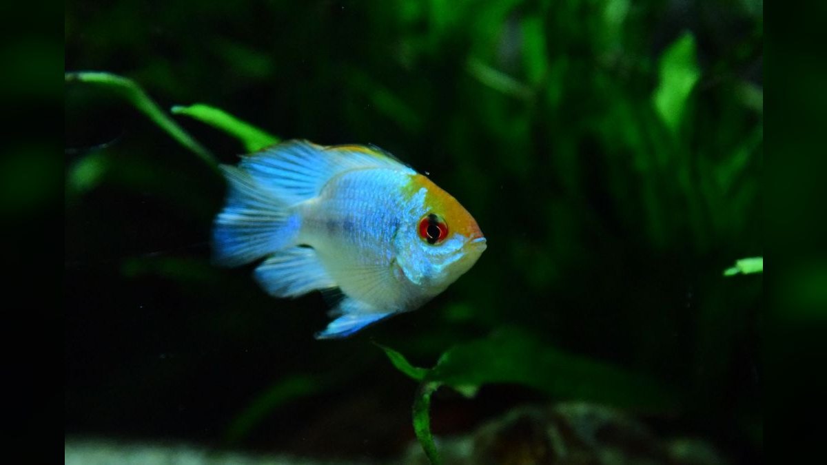 Top 10 Blue Acara Peaceful Cichlids 2027 — figure 4