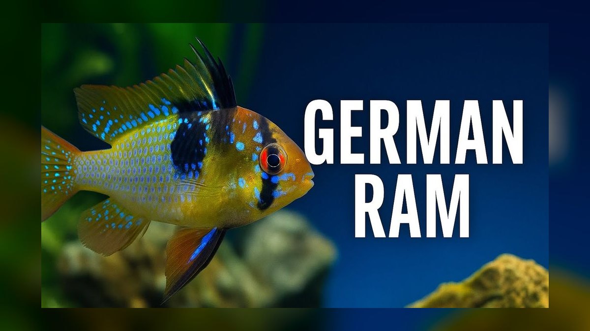 Top 10 Blue Acara Peaceful Cichlids 2027 — figure 8