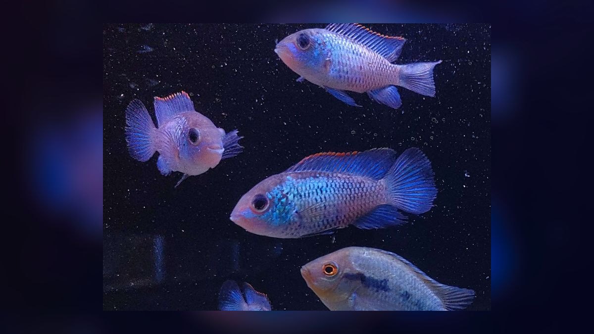 Top 10 Electric Blue Acara Centerpiece Fish 2027 — figure 1