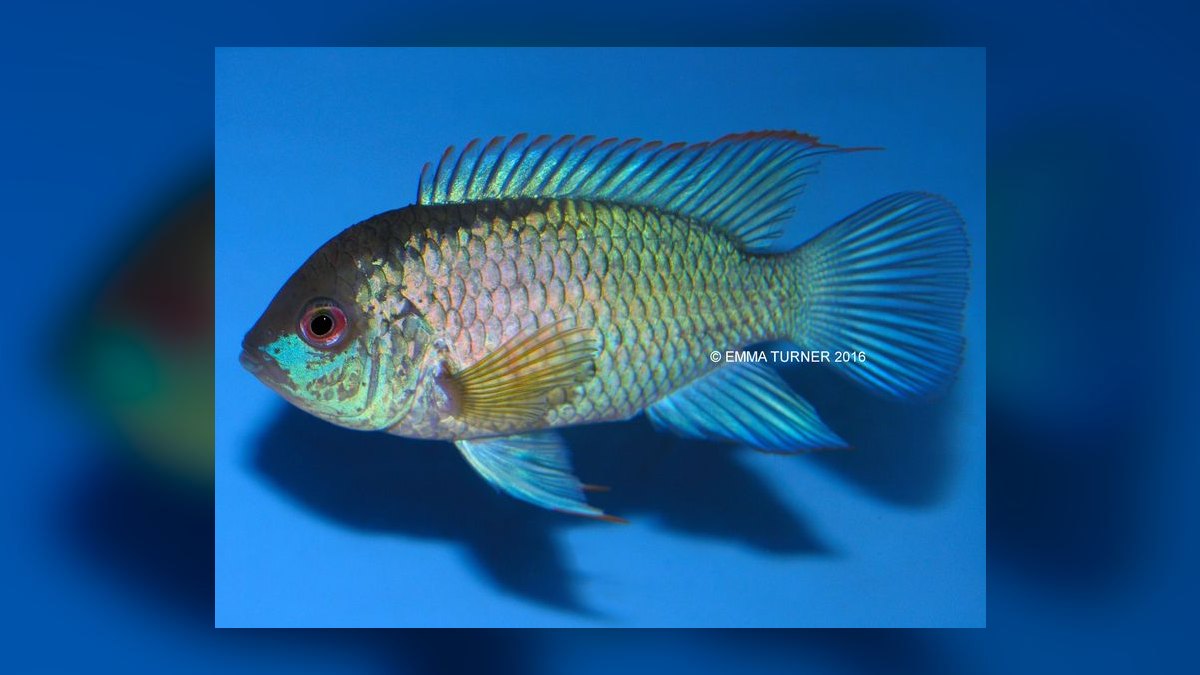 Top 10 Electric Blue Acara Centerpiece Fish 2027 — figure 2