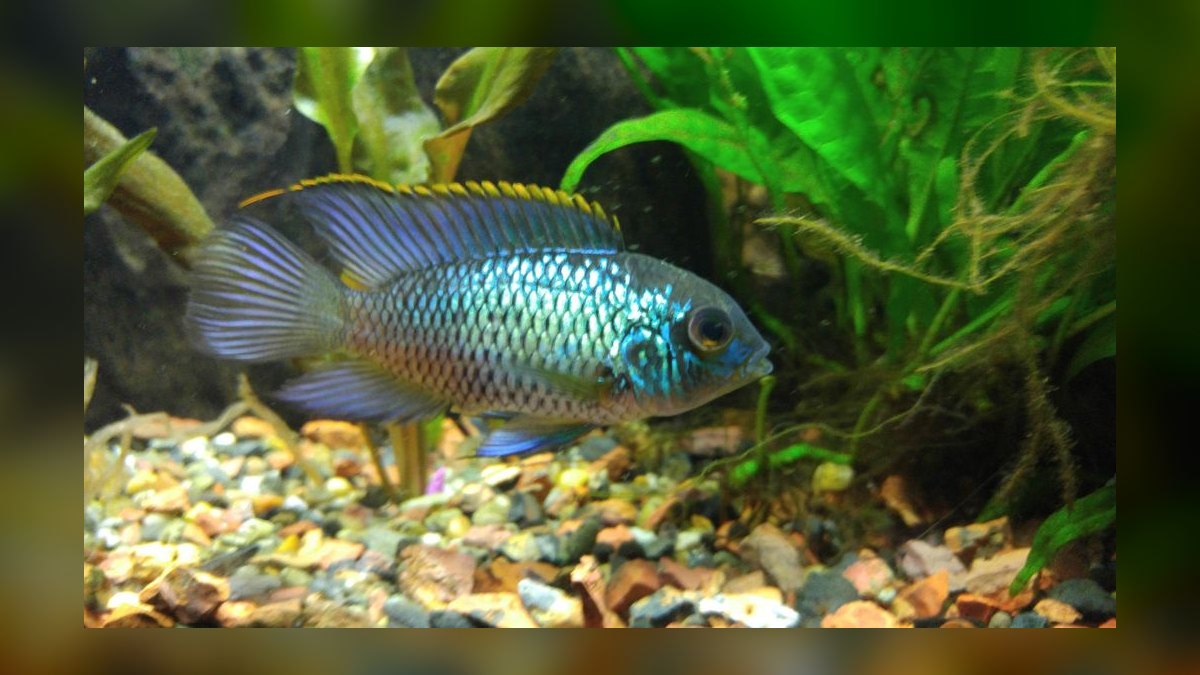 Top 10 Electric Blue Acara Centerpiece Fish 2027 — figure 3