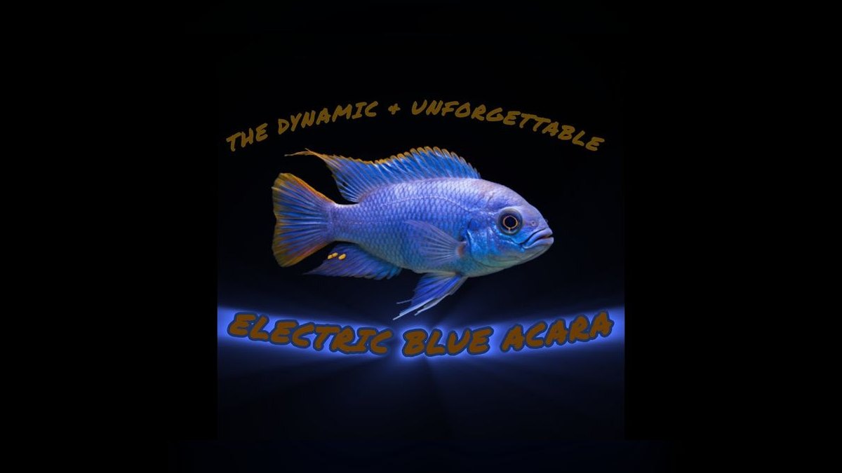 Top 10 Electric Blue Acara Centerpiece Fish 2027 — figure 4
