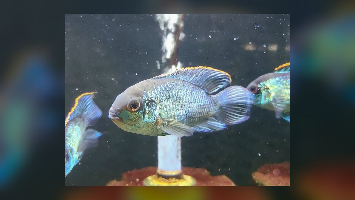 Top 10 Electric Blue Acara Centerpiece Fish 2027 — figure 5
