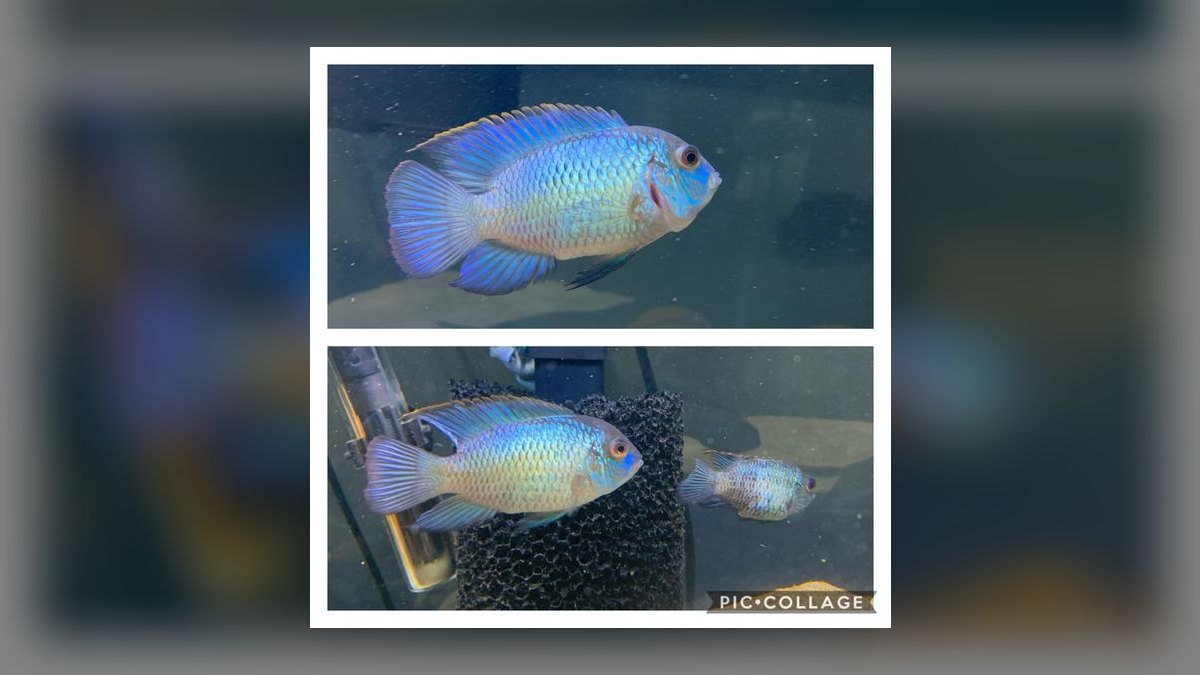 Top 10 Electric Blue Acara Centerpiece Fish 2027 — figure 6