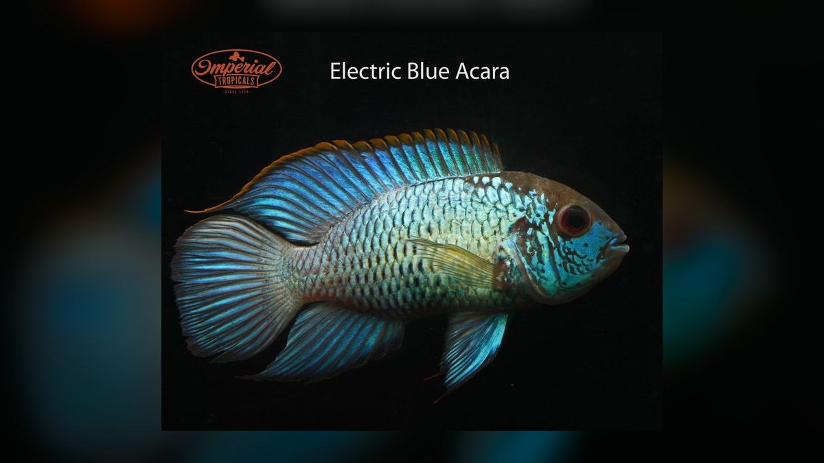 Top 10 Electric Blue Acara Centerpiece Fish 2027 — figure 8