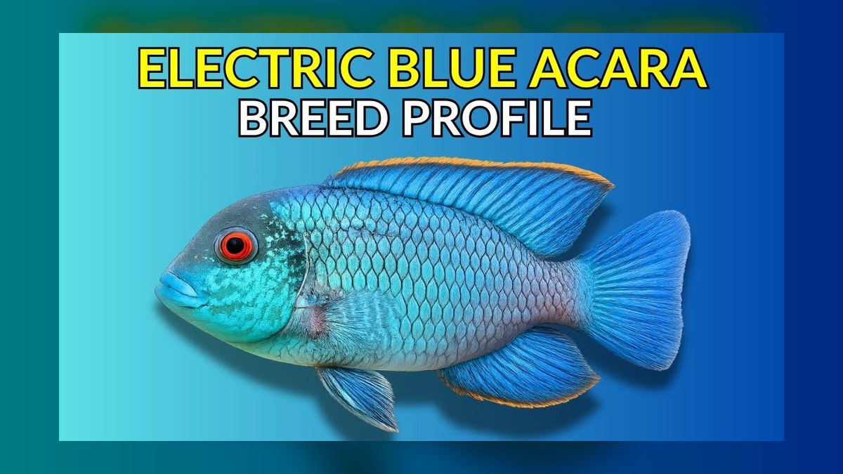 Top 10 Electric Blue Acara Centerpiece Fish 2027 — figure 9