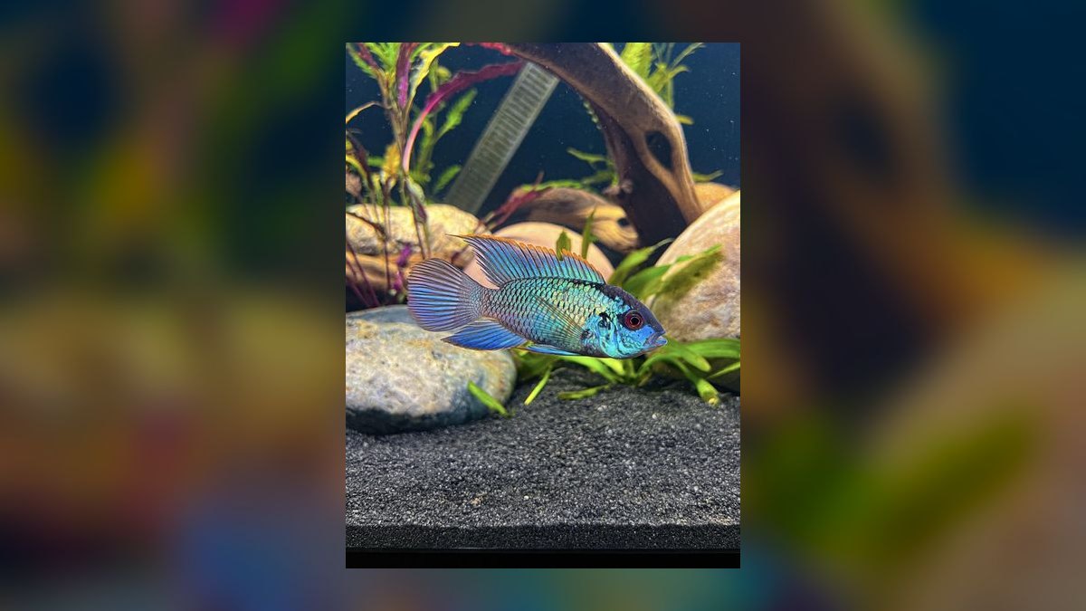 Top 10 Electric Blue Acara Centerpiece Fish 2027