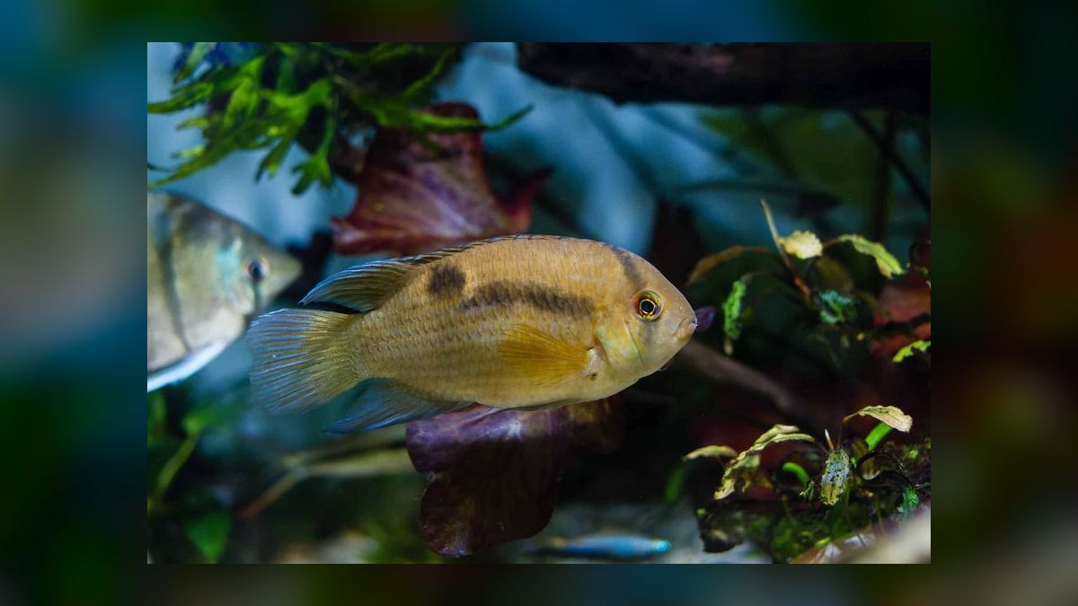 Top 10 Keyhole Cichlid Shy Cichlids 2027 — figure 1