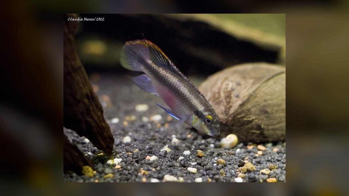 Top 10 Keyhole Cichlid Shy Cichlids 2027 — figure 10