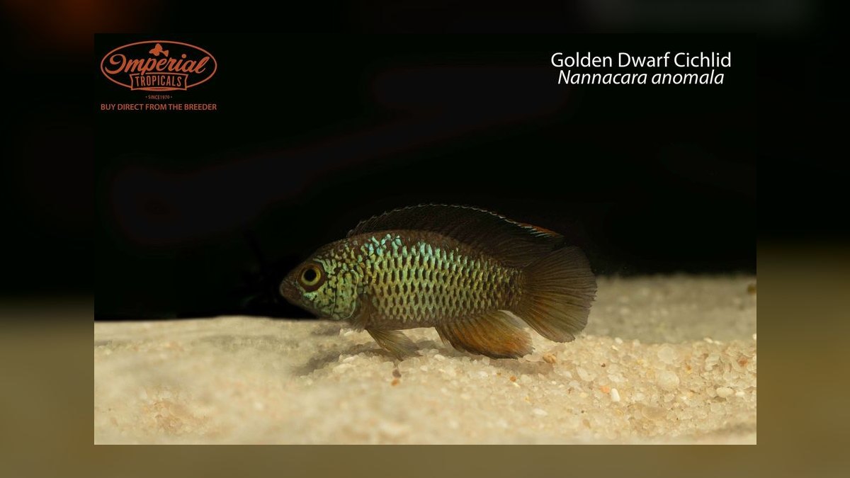 Top 10 Keyhole Cichlid Shy Cichlids 2027 — figure 7
