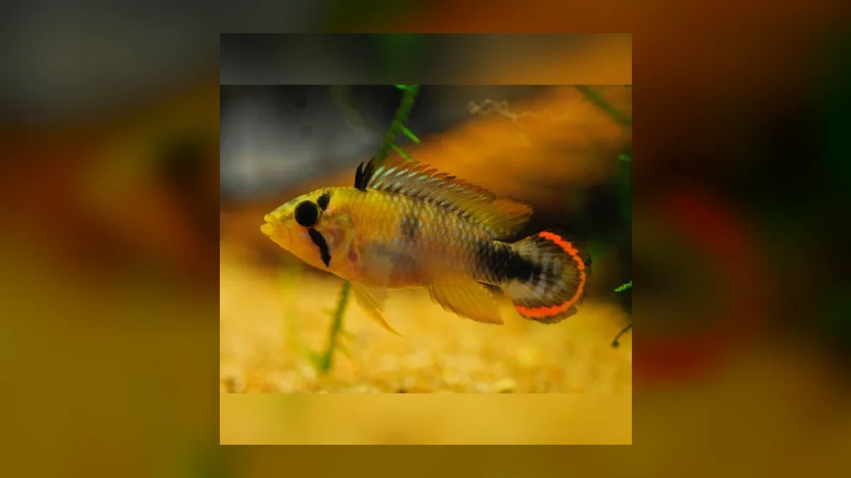 Top 10 Keyhole Cichlid Shy Cichlids 2027 — figure 9