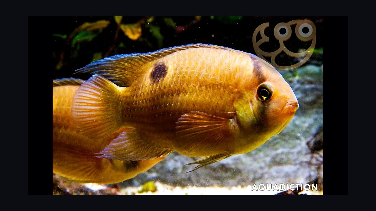Top 10 Keyhole Cichlid Shy Cichlids 2027
