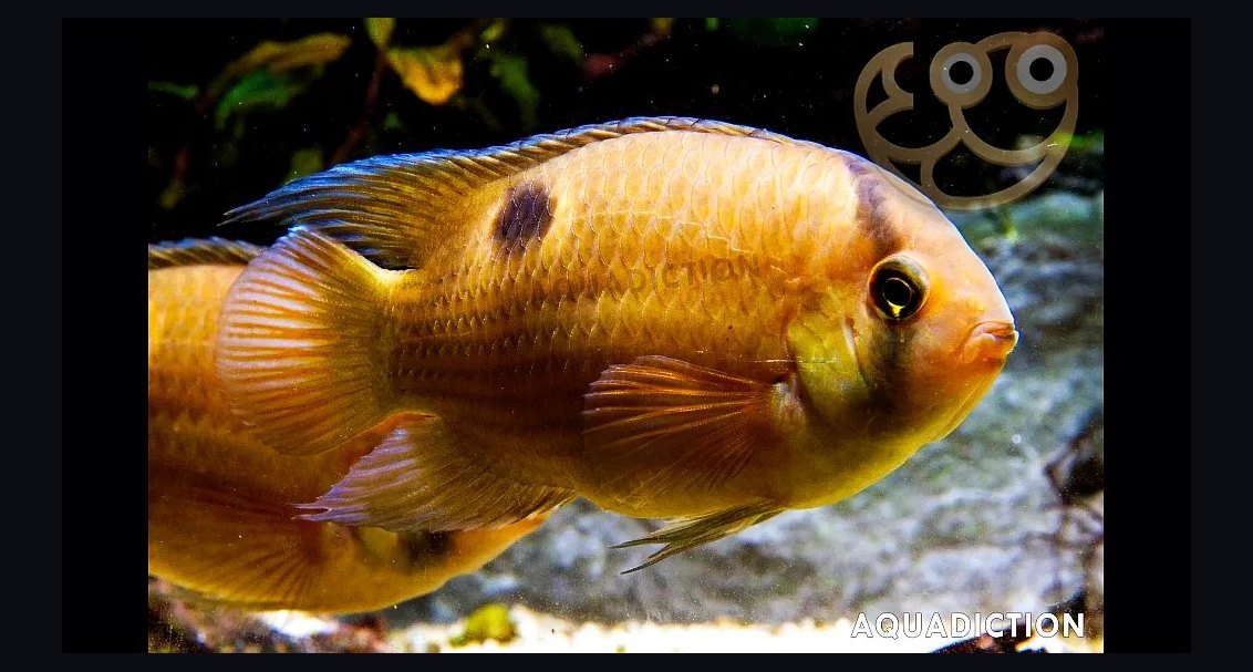Top 10 Keyhole Cichlid Shy Cichlids 2027