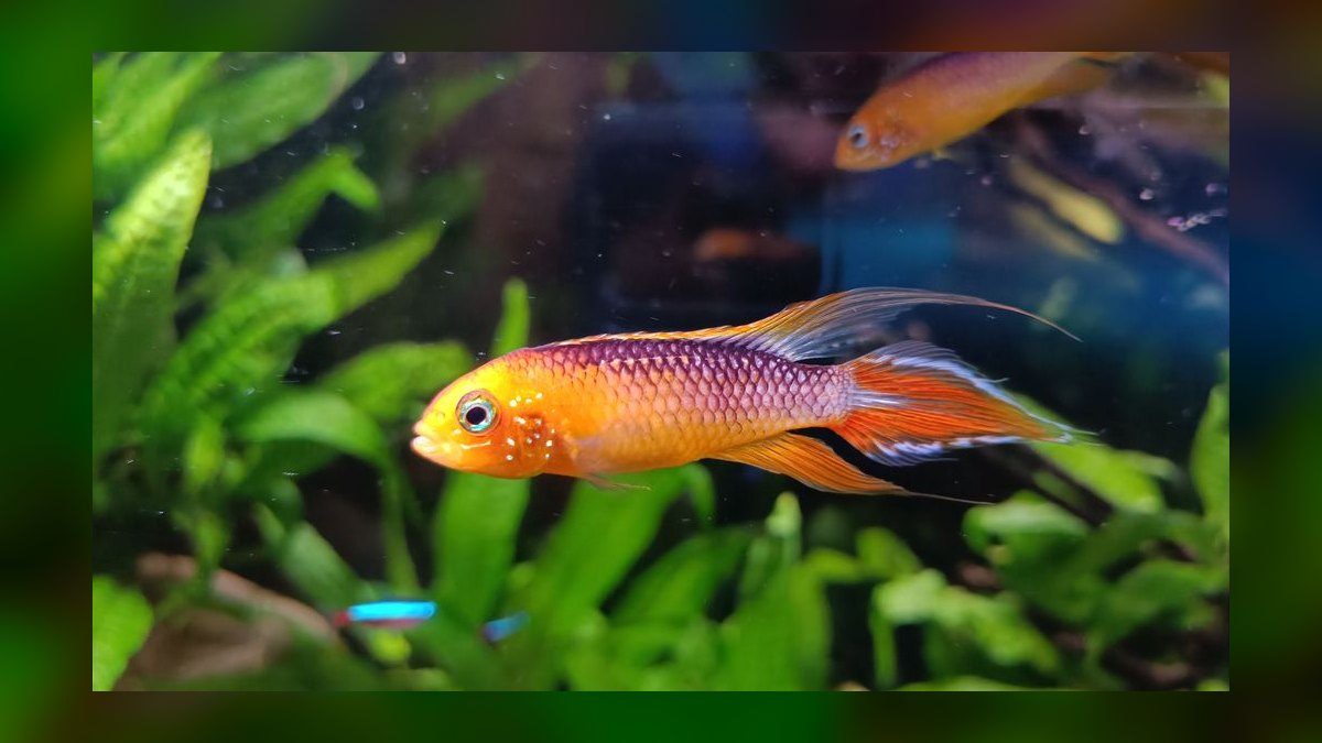 Top 10 Checkerboard Cichlid Dwarf Pairs 2027 — figure 1