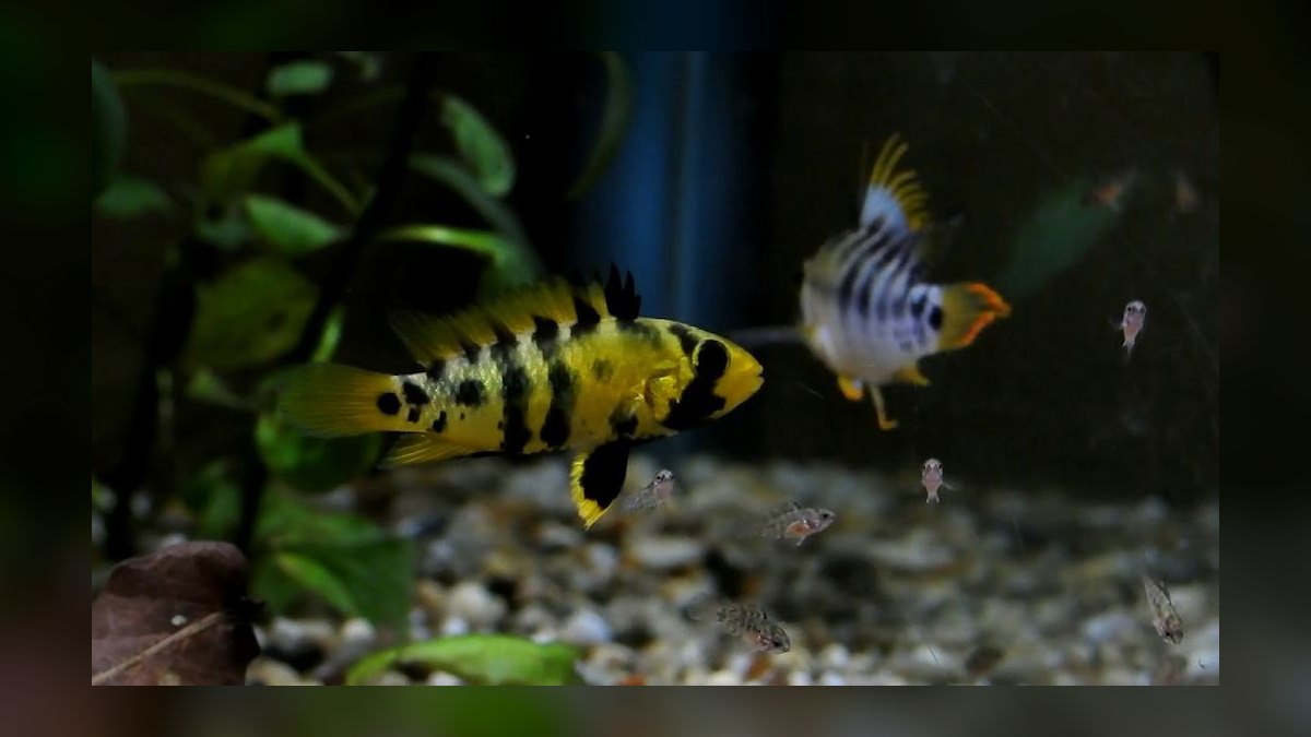 Top 10 Checkerboard Cichlid Dwarf Pairs 2027 — figure 10