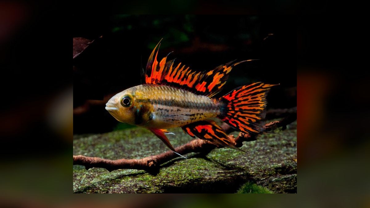 Top 10 Checkerboard Cichlid Dwarf Pairs 2027 — figure 2