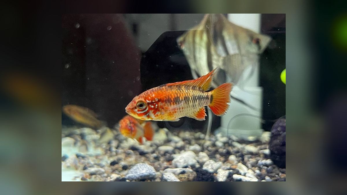 Top 10 Checkerboard Cichlid Dwarf Pairs 2027 — figure 3