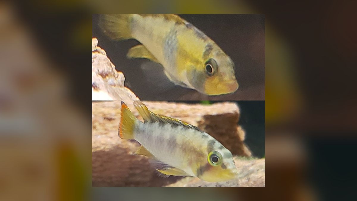 Top 10 Checkerboard Cichlid Dwarf Pairs 2027 — figure 4
