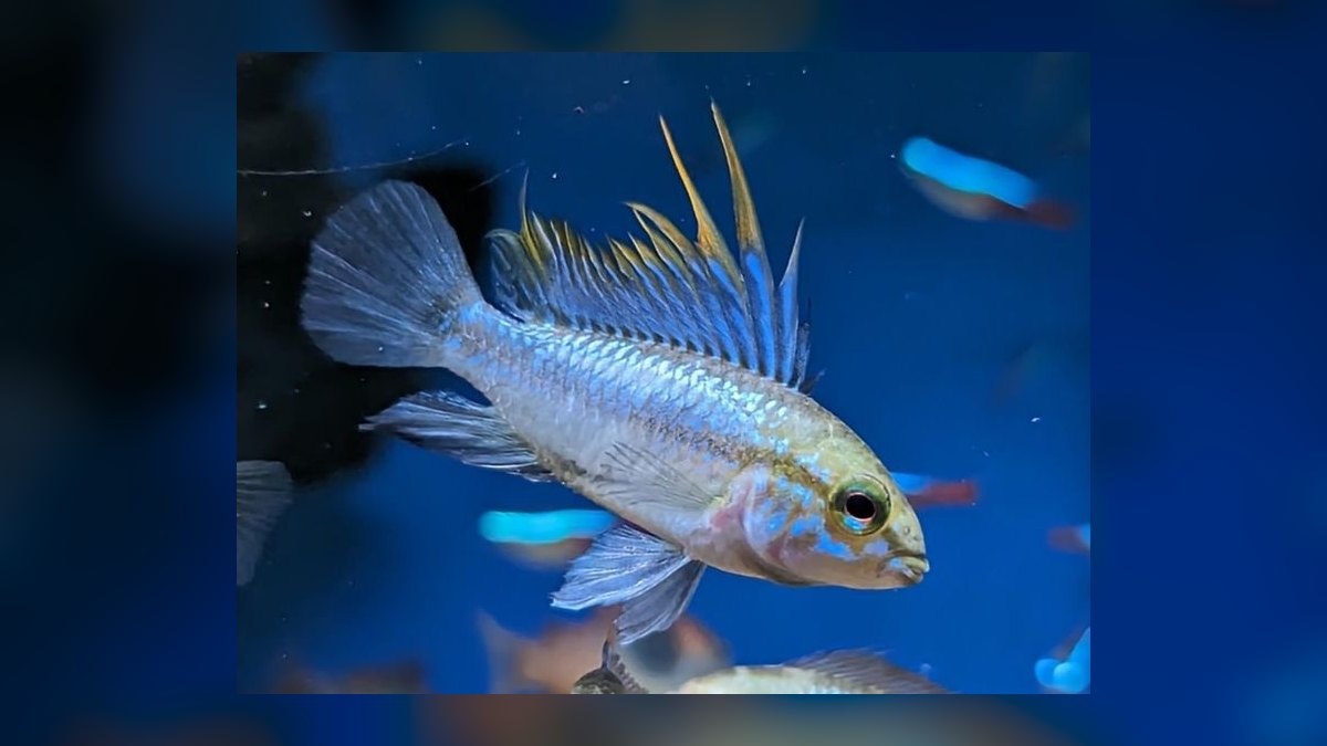 Top 10 Checkerboard Cichlid Dwarf Pairs 2027 — figure 7