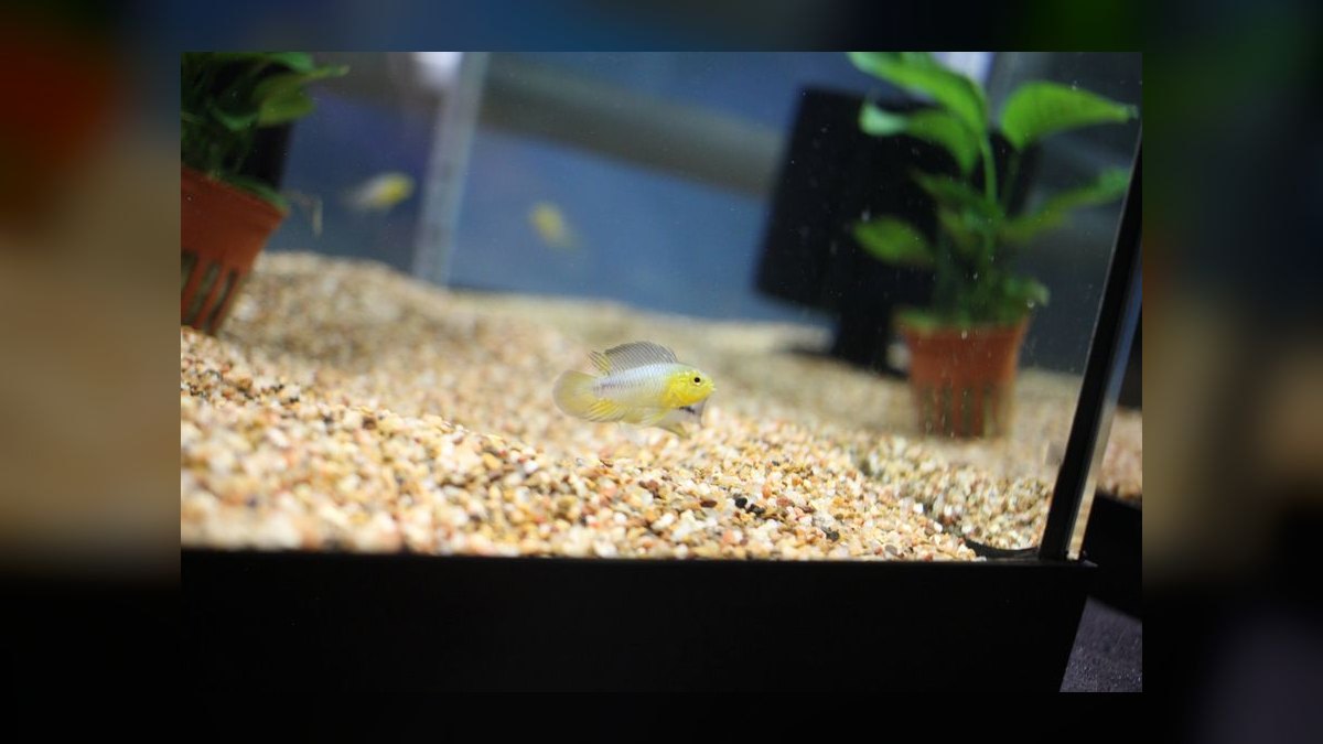 Top 10 Checkerboard Cichlid Dwarf Pairs 2027 — figure 8