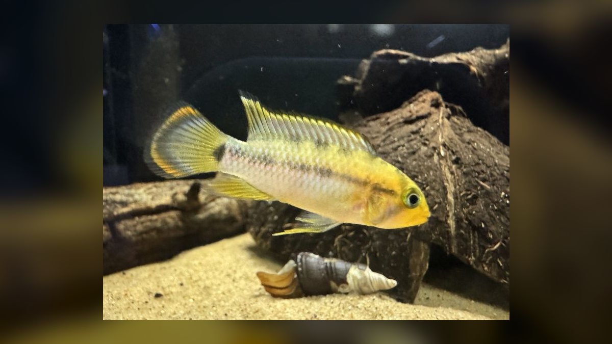 Top 10 Checkerboard Cichlid Dwarf Pairs 2027 — figure 9