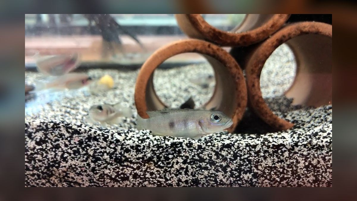 Top 10 Shell Dweller Cichlid Species 2027 — figure 10