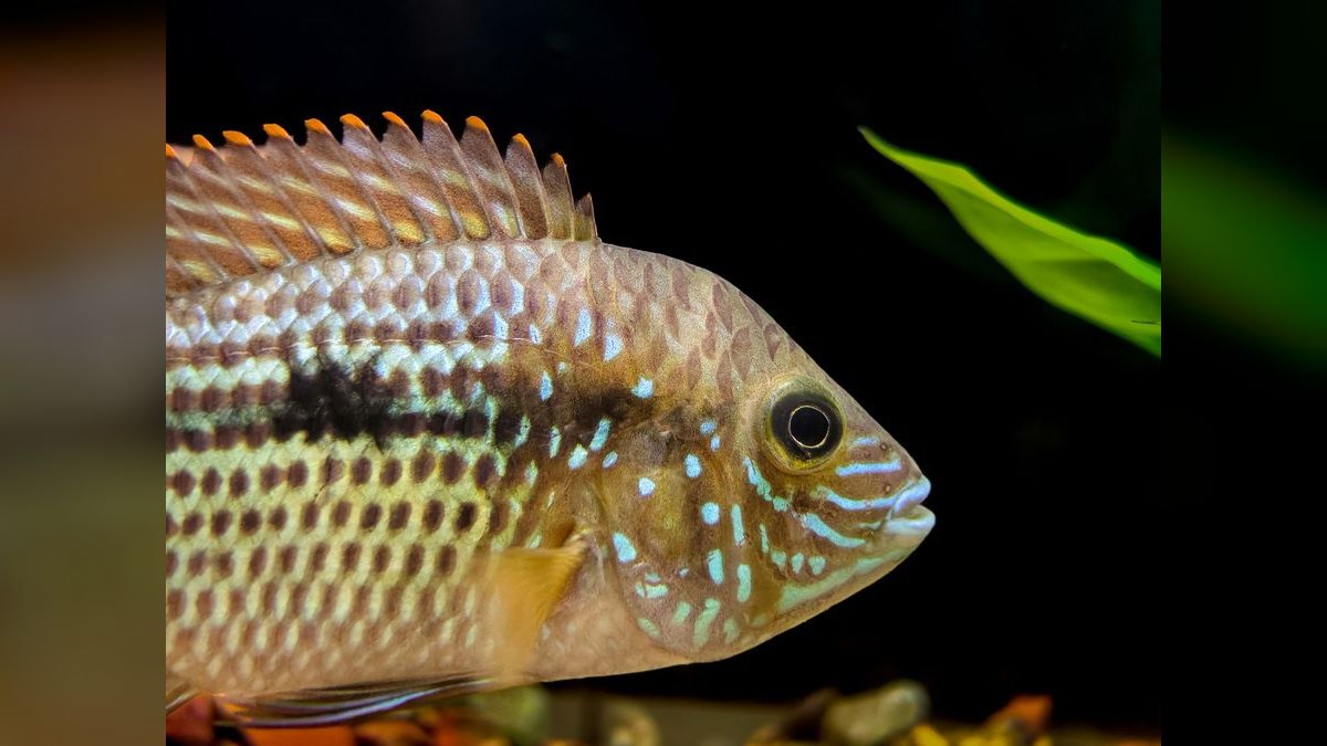Top 10 Shell Dweller Cichlid Species 2027 — figure 3