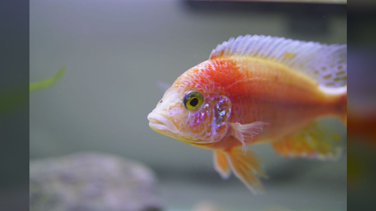 Top 10 Shell Dweller Cichlid Species 2027 — figure 4