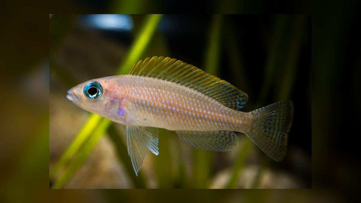 Top 10 Shell Dweller Cichlid Species 2027 — figure 7