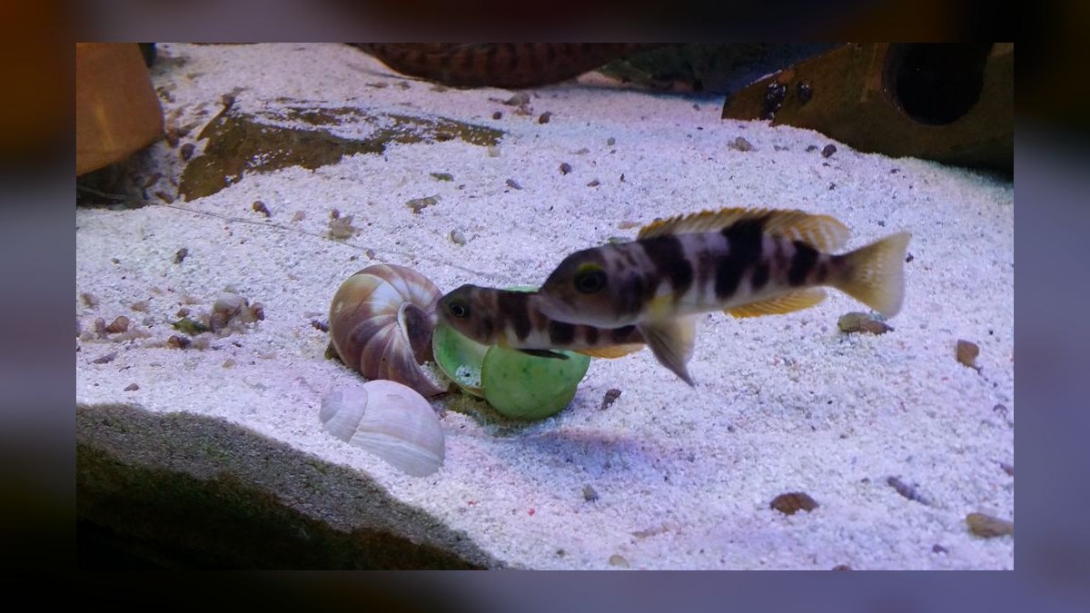 Top 10 Shell Dweller Cichlid Species 2027 — figure 8