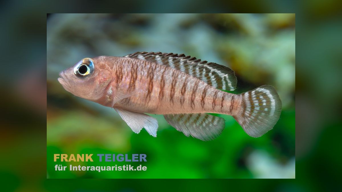 Top 10 Shell Dweller Cichlid Species 2027 — figure 9