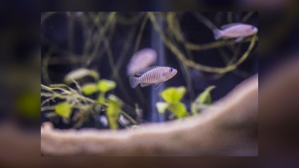 Top 10 Shell Dweller Cichlid Species 2027