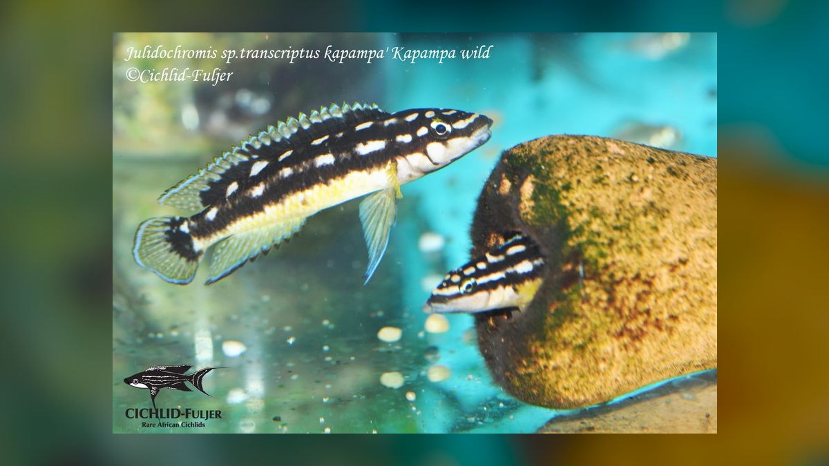 Top 10 Julidochromis Tanganyika Cichlids 2027 — figure 10