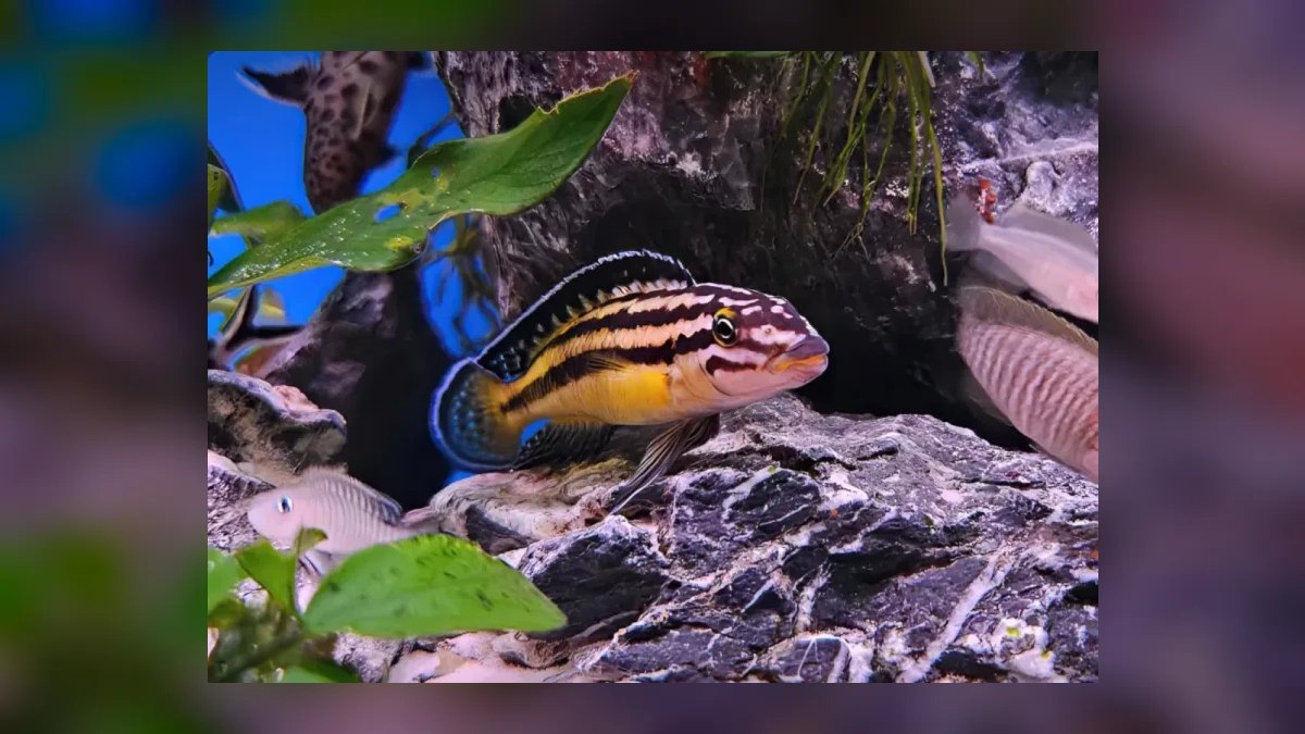 Top 10 Julidochromis Tanganyika Cichlids 2027 — figure 2