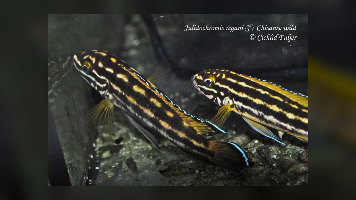 Top 10 Julidochromis Tanganyika Cichlids 2027 — figure 3
